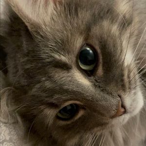 Meet your Posher, Bowen